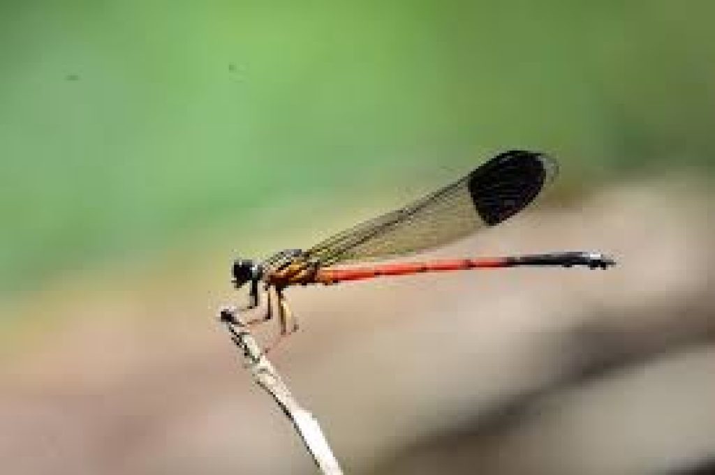 Silent Valley Records Six New Dragonfly & Damselfly Species — Kerala Biodiversity Boost