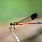 Silent Valley Records Six New Dragonfly & Damselfly Species — Kerala Biodiversity Boost