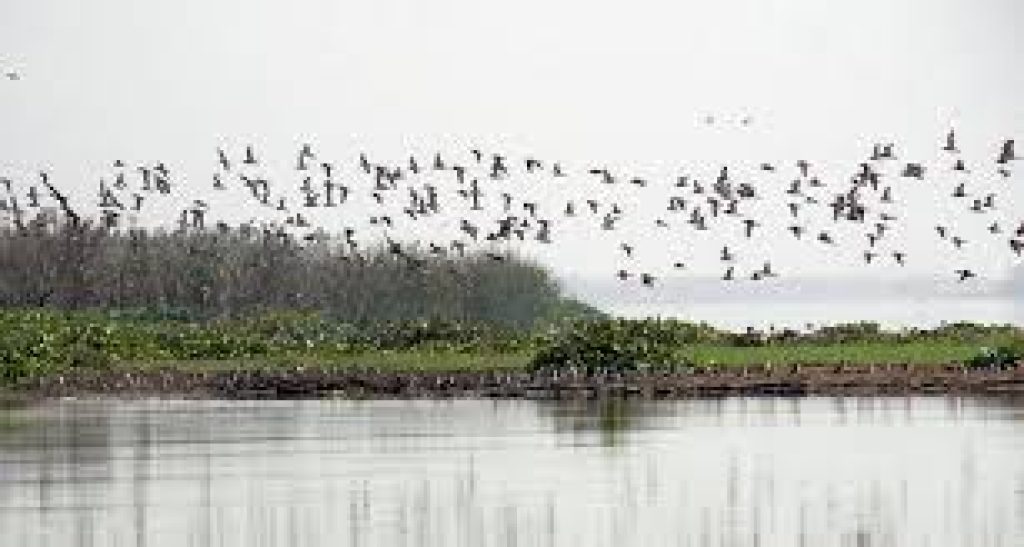 Gogabeel Lake in Bihar Declared Newest Ramsar Site