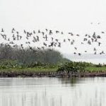 Gogabeel Lake in Bihar Declared Newest Ramsar Site