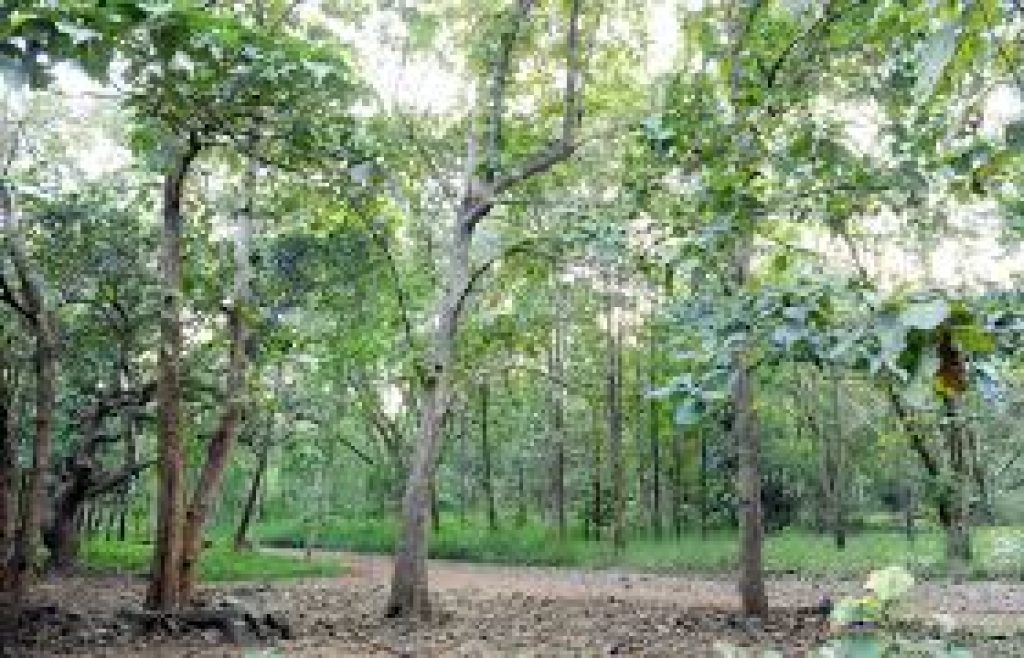 Trees Beyond Forests initiative launched in Assam