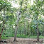 Trees Beyond Forests initiative launched in Assam