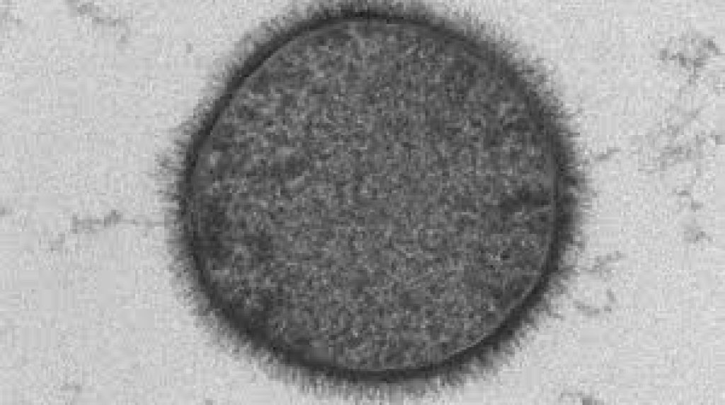 Kerala Officially Adopts Bacillus subtilis as Its State Microbe