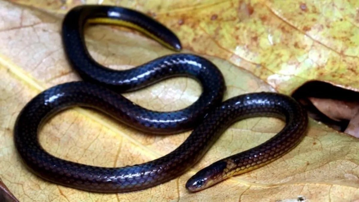 Calamaria mizoramensis — Scientists discover new species of snake from Mizoram