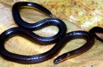 Calamaria mizoramensis — Scientists discover new species of snake from Mizoram