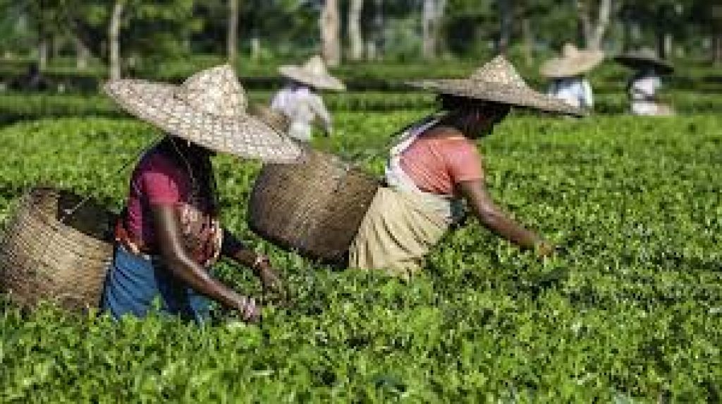 Land Pattas for Tea Workers — Need for Careful Implementation