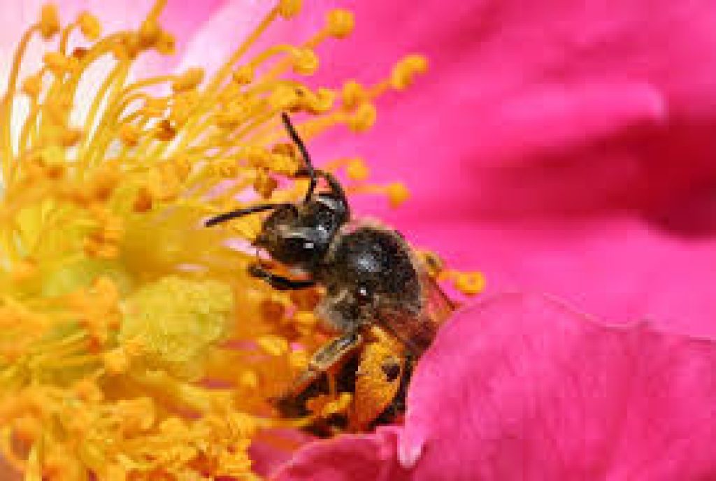 Legal Rights for Amazonian Stingless Bees