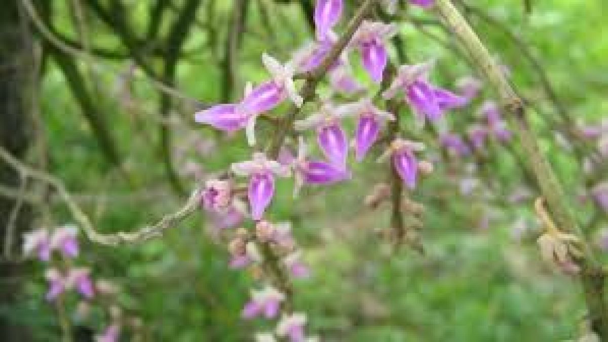 New Orchid Species Discovered in Kanthalloor, Kerala