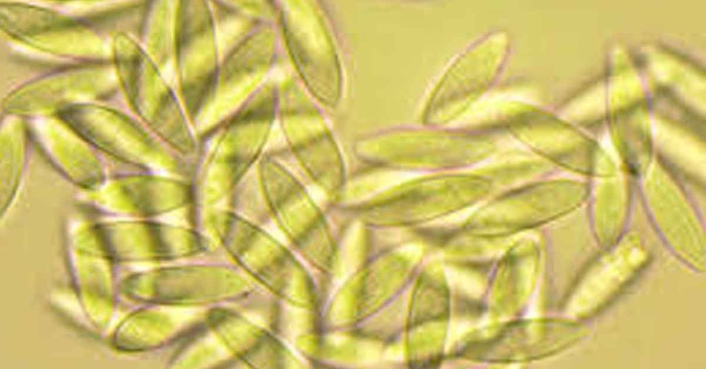 Parasynnemellisia khasiana — Unique Fungal Discovery in the Khasi Hills