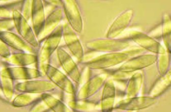 Parasynnemellisia khasiana — Unique Fungal Discovery in the Khasi Hills