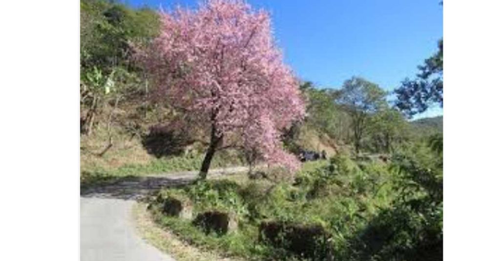 Tlaizawng Paradise Festival — Showcasing Mizoram’s Cherry Blossom Landscapes