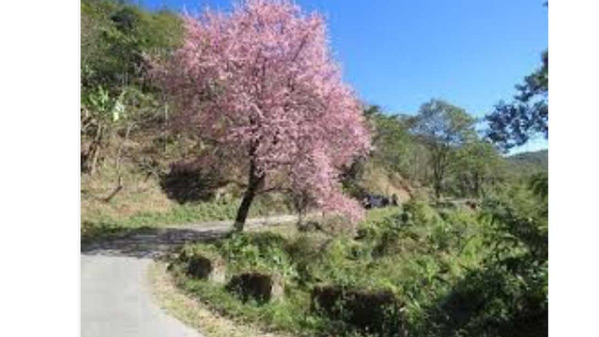 Tlaizawng Paradise Festival — Showcasing Mizoram’s Cherry Blossom Landscapes