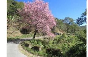 Tlaizawng Paradise Festival — Showcasing Mizoram’s Cherry Blossom Landscapes