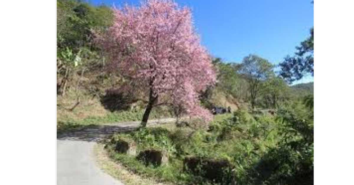 Tlaizawng Paradise Festival — Showcasing Mizoram’s Cherry Blossom Landscapes