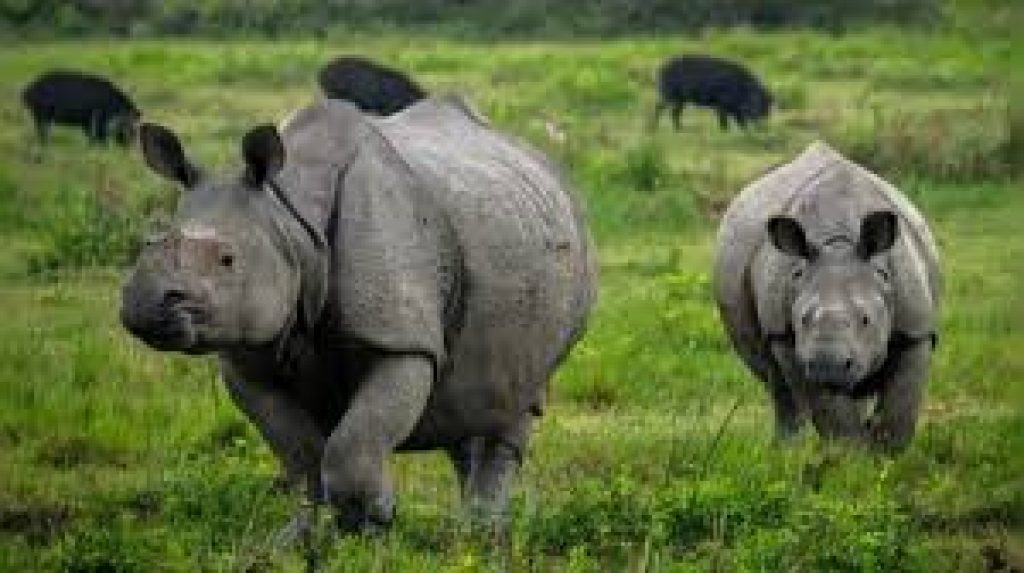 Zero Rhino Poaching in Assam — Learning from African Models