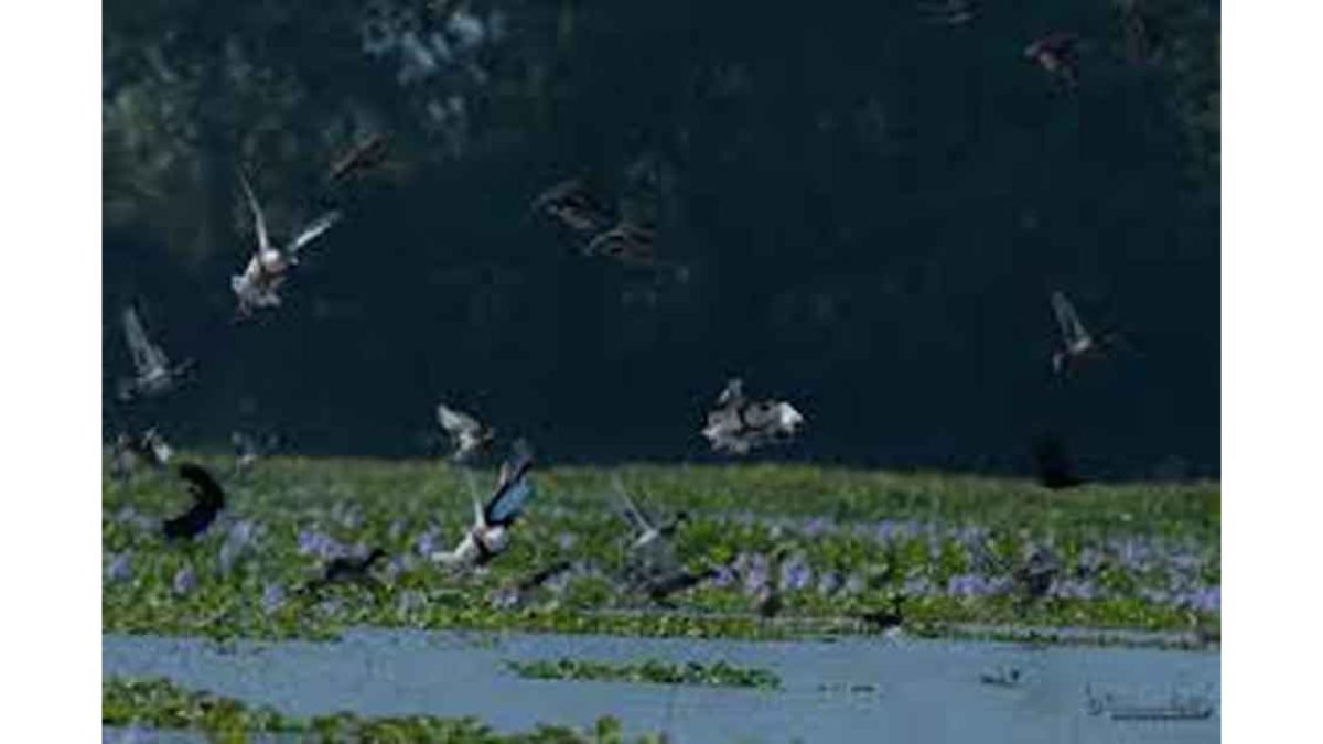 1st Magh Bihu census records 111 avian species at Chandubi Beel