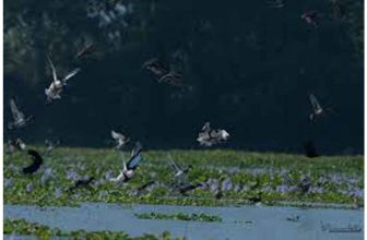 1st Magh Bihu census records 111 avian species at Chandubi Beel