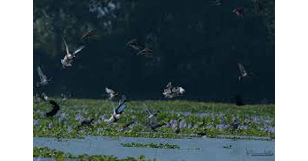 1st Magh Bihu census records 111 avian species at Chandubi Beel