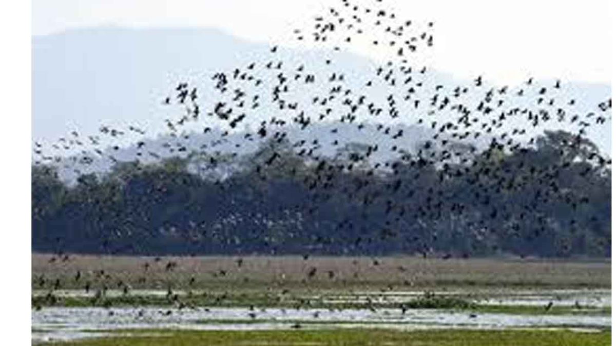 Asian Waterbird Census 2026 at Pobitora