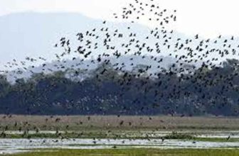 Asian Waterbird Census 2026 at Pobitora
