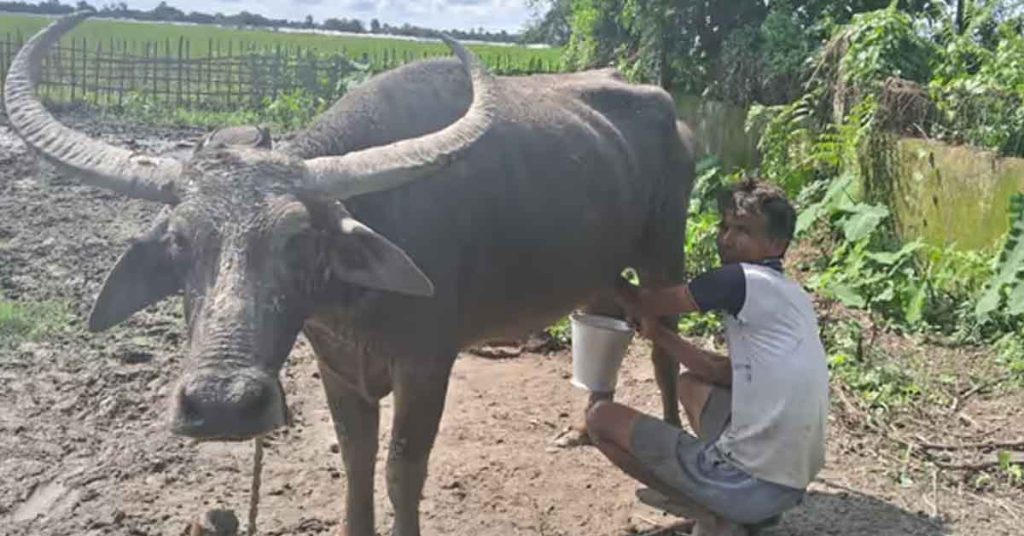 Assam farmer Jitul Buragohain honoured with National Breed Conservation Award