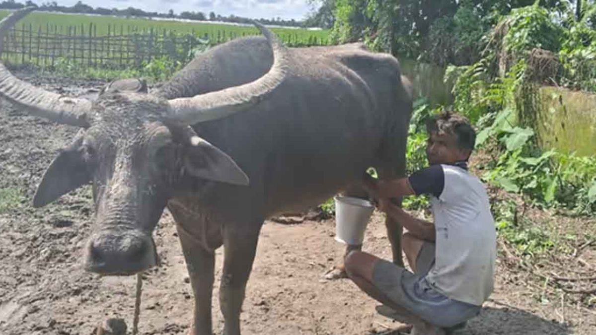 Assam farmer Jitul Buragohain honoured with National Breed Conservation Award
