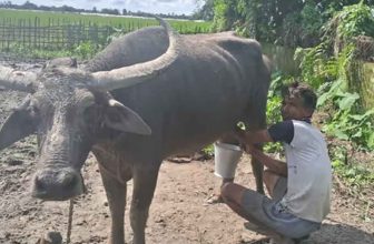 Assam farmer Jitul Buragohain honoured with National Breed Conservation Award