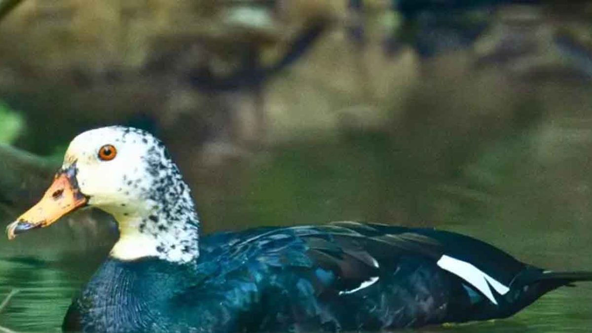 Assam’s state bird on the brink as White-winged Wood Duck faces extinction crisis