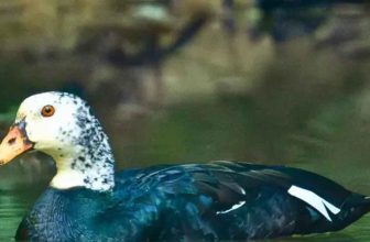 Assam’s state bird on the brink as White-winged Wood Duck faces extinction crisis