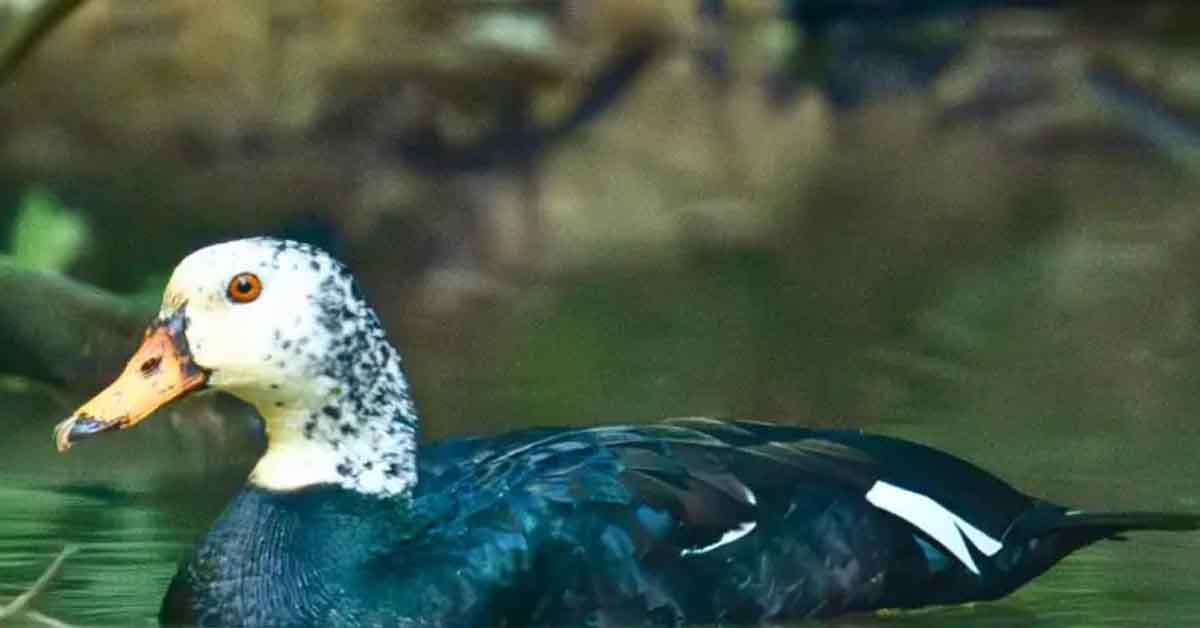 Assam’s state bird on the brink as White-winged Wood Duck faces extinction crisis