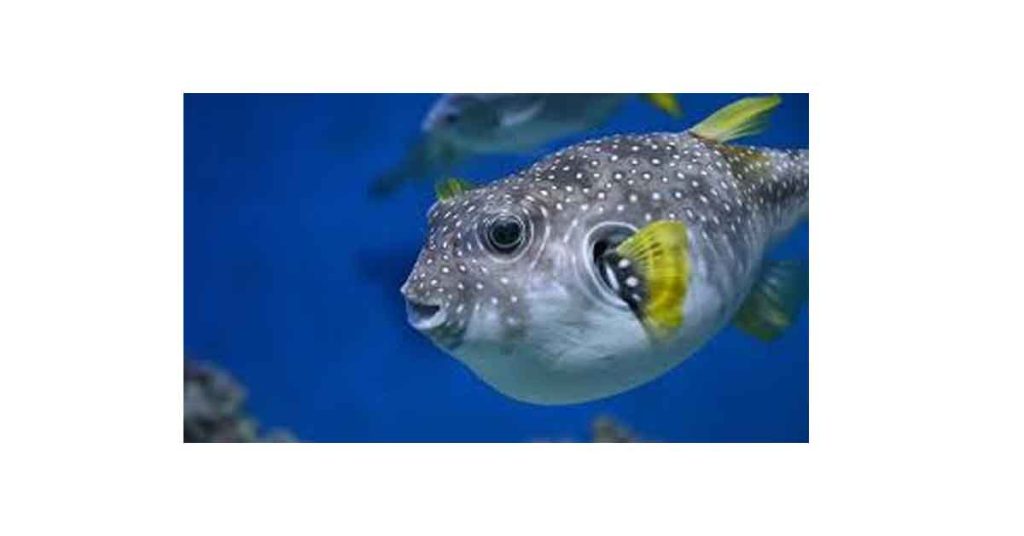 Brahmaputra Basin and Freshwater Pufferfish Risk