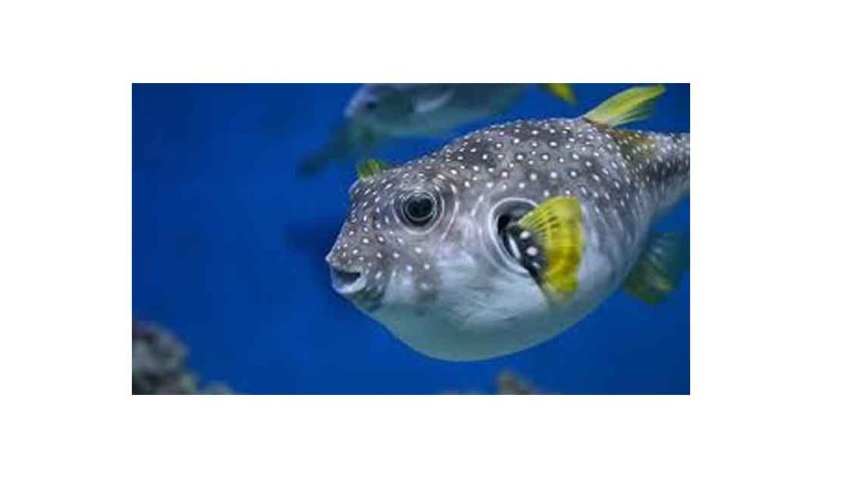 Brahmaputra Basin and Freshwater Pufferfish Risk