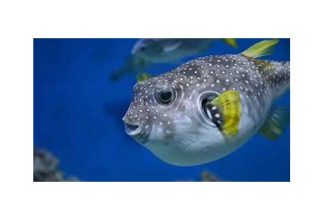 Brahmaputra Basin and Freshwater Pufferfish Risk