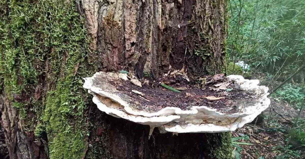 Bridgeoporus kanadii — A Colossal New Fungus from Arunachal Pradesh