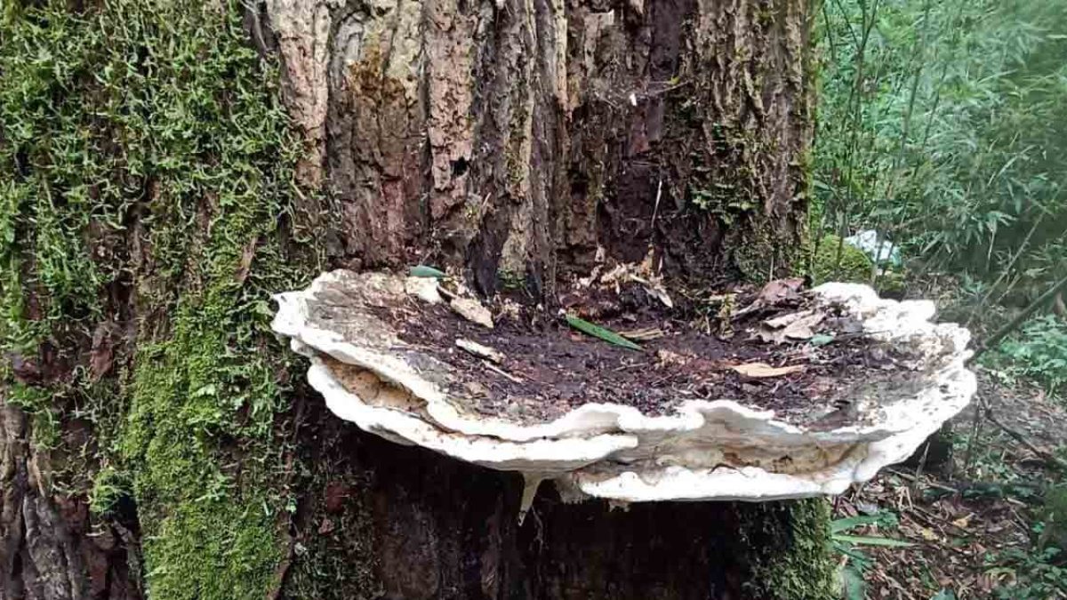 Bridgeoporus kanadii — A Colossal New Fungus from Arunachal Pradesh