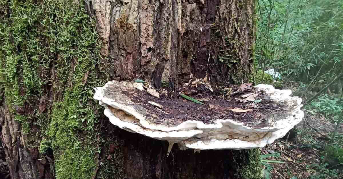 Bridgeoporus kanadii — A Colossal New Fungus from Arunachal Pradesh