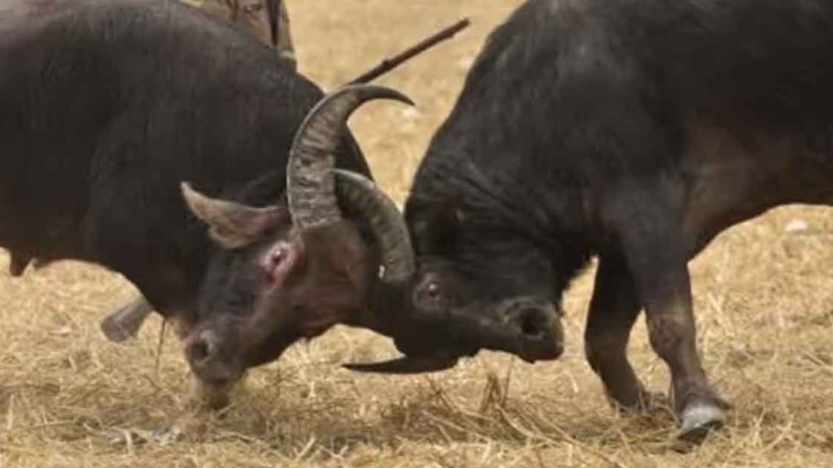 Buffalo Fights during Magh Bihu and Legal Ban