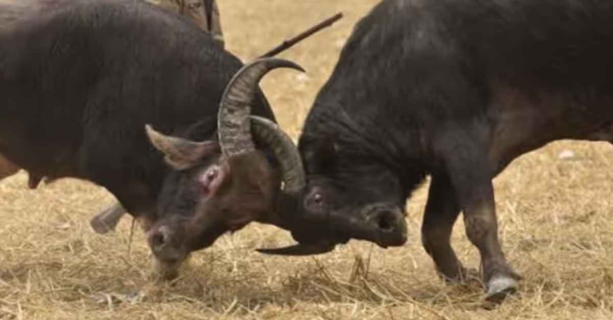 Buffalo Fights during Magh Bihu and Legal Ban