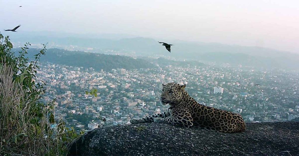First Leopard Population Survey in Guwahati