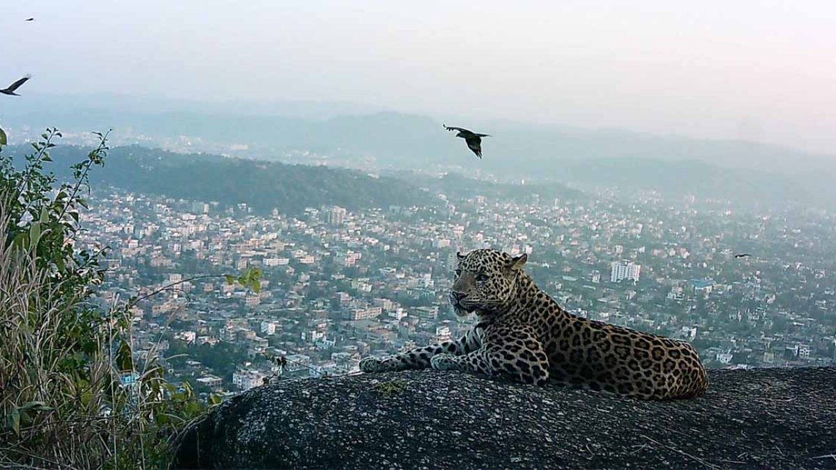 First Leopard Population Survey in Guwahati