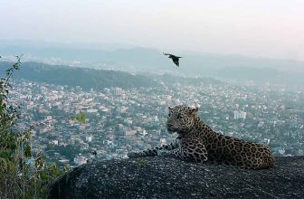 First Leopard Population Survey in Guwahati