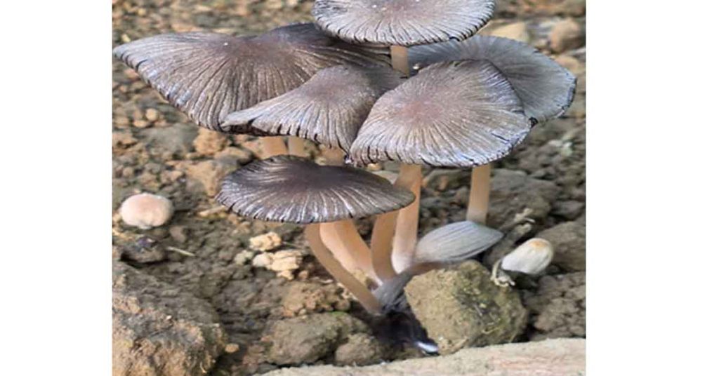 First Record of Pleated Inkcap in Arunachal Pradesh