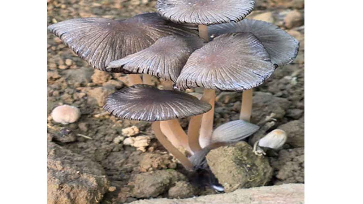 First Record of Pleated Inkcap in Arunachal Pradesh