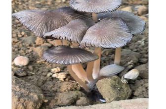 First Record of Pleated Inkcap in Arunachal Pradesh