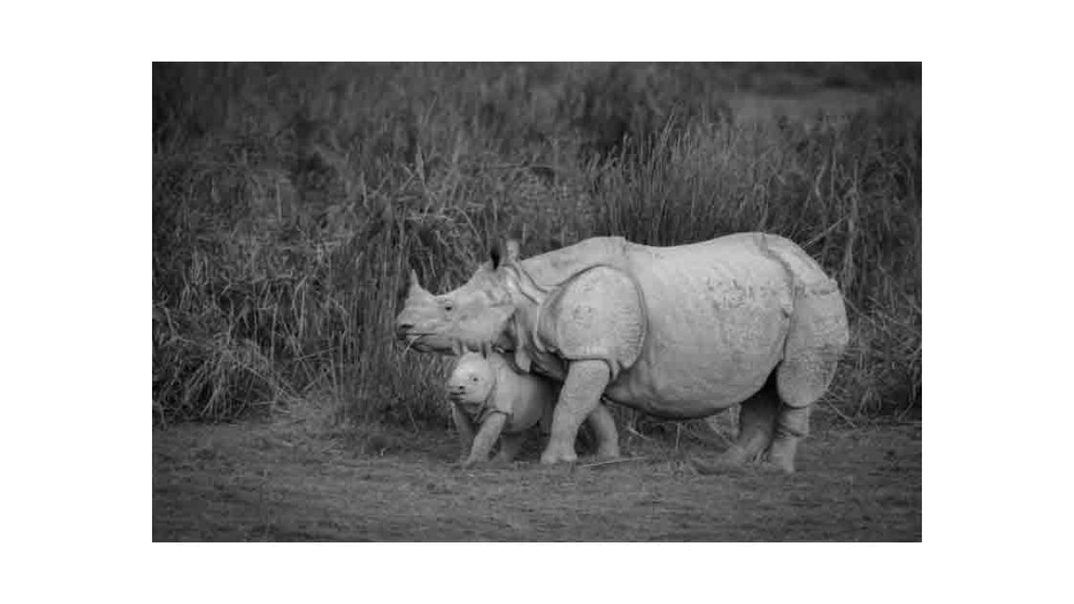 Inter-State Wildlife Cooperation — Assam and Madhya Pradesh