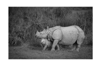 Inter-State Wildlife Cooperation — Assam and Madhya Pradesh