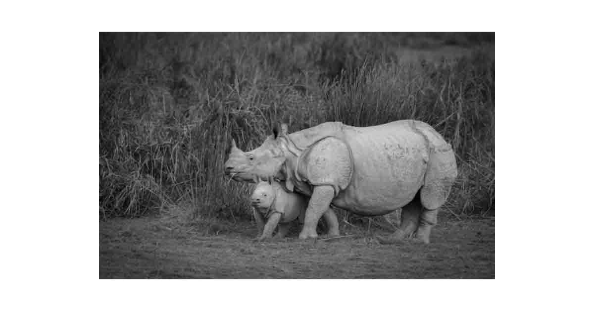 Inter-State Wildlife Cooperation — Assam and Madhya Pradesh