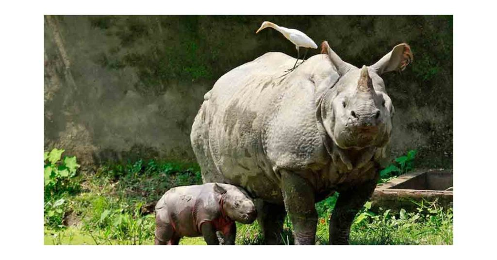 Late Holocene Migration of the One-Horned Rhinoceros to Northeast India