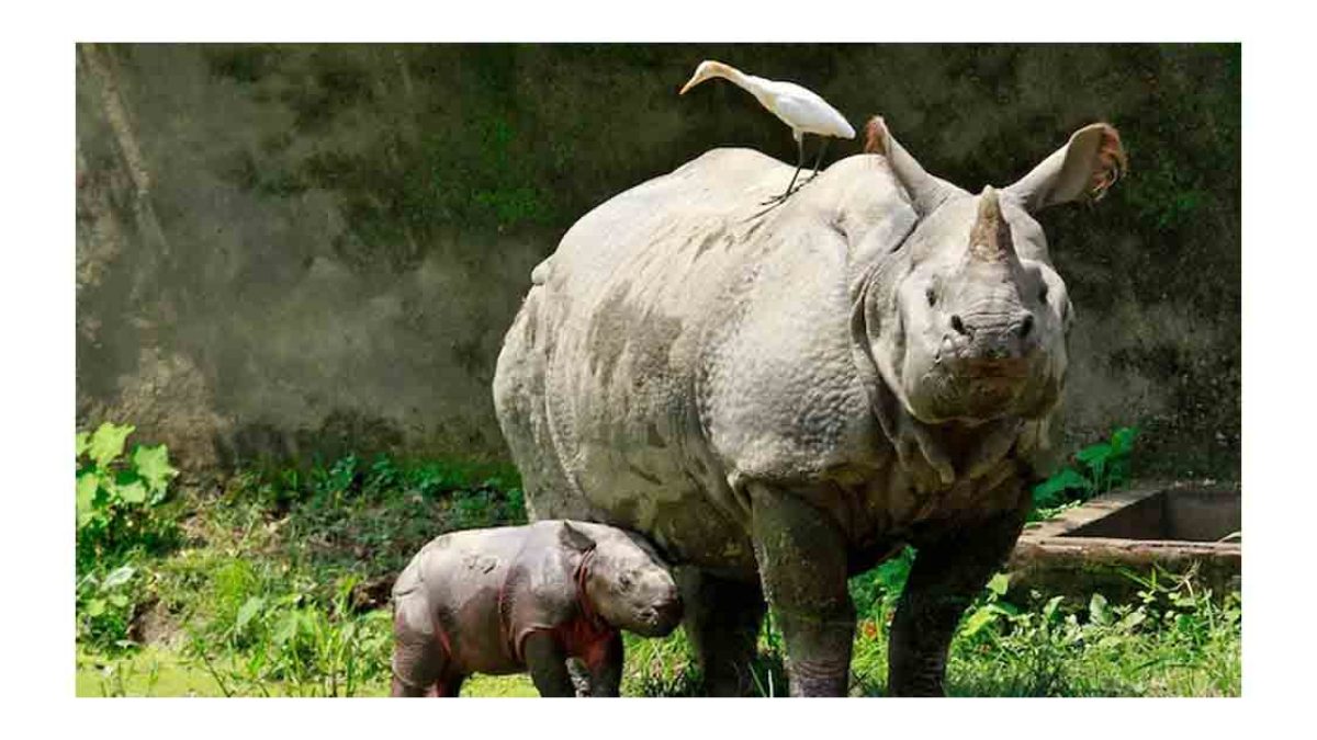 Late Holocene Migration of the One-Horned Rhinoceros to Northeast India