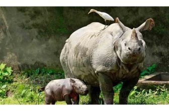 Late Holocene Migration of the One-Horned Rhinoceros to Northeast India